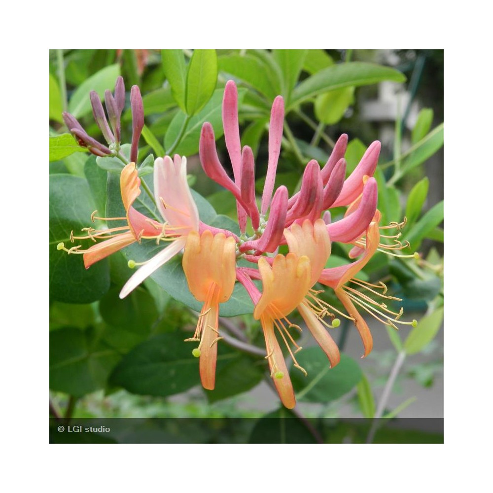 LONICERA x heckrotti American Beauty