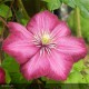 CLEMATIS Variété classique