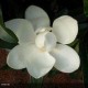 MAGNOLIA grandiflora Alta