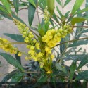 MAHONIA eurybracteata Sweet Winter®