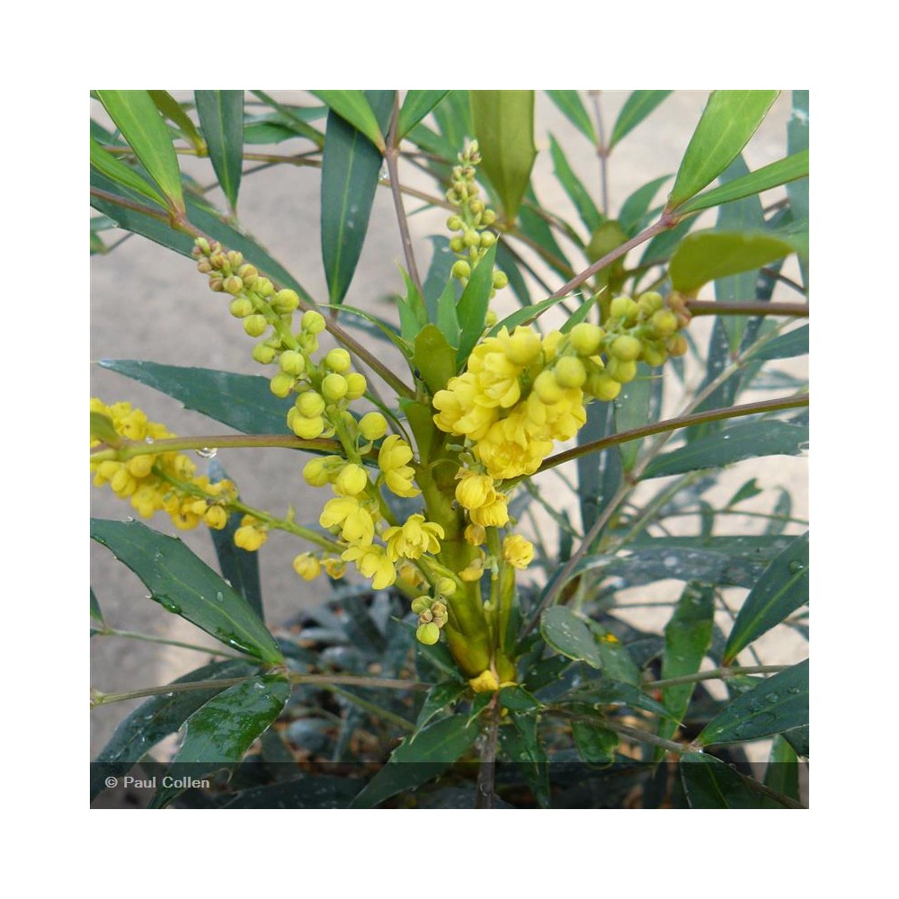 MAHONIA eurybracteata Sweet Winter®