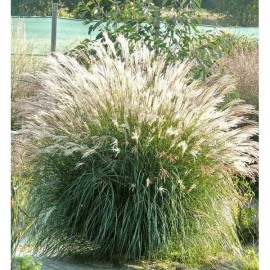 MISCANTHUS sinensis Adagio