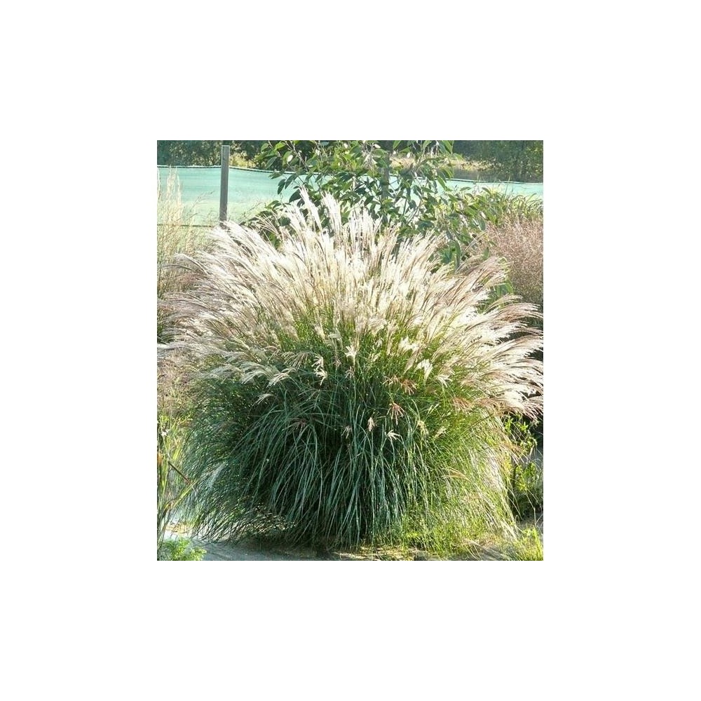 MISCANTHUS sinensis Adagio