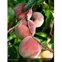 PECHER Pêche de vigne