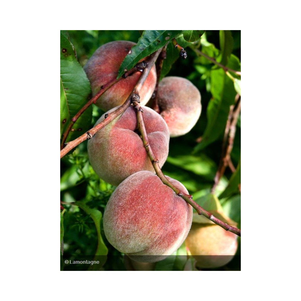 PECHER Pêche de vigne