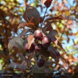 MALUS Coccinella®