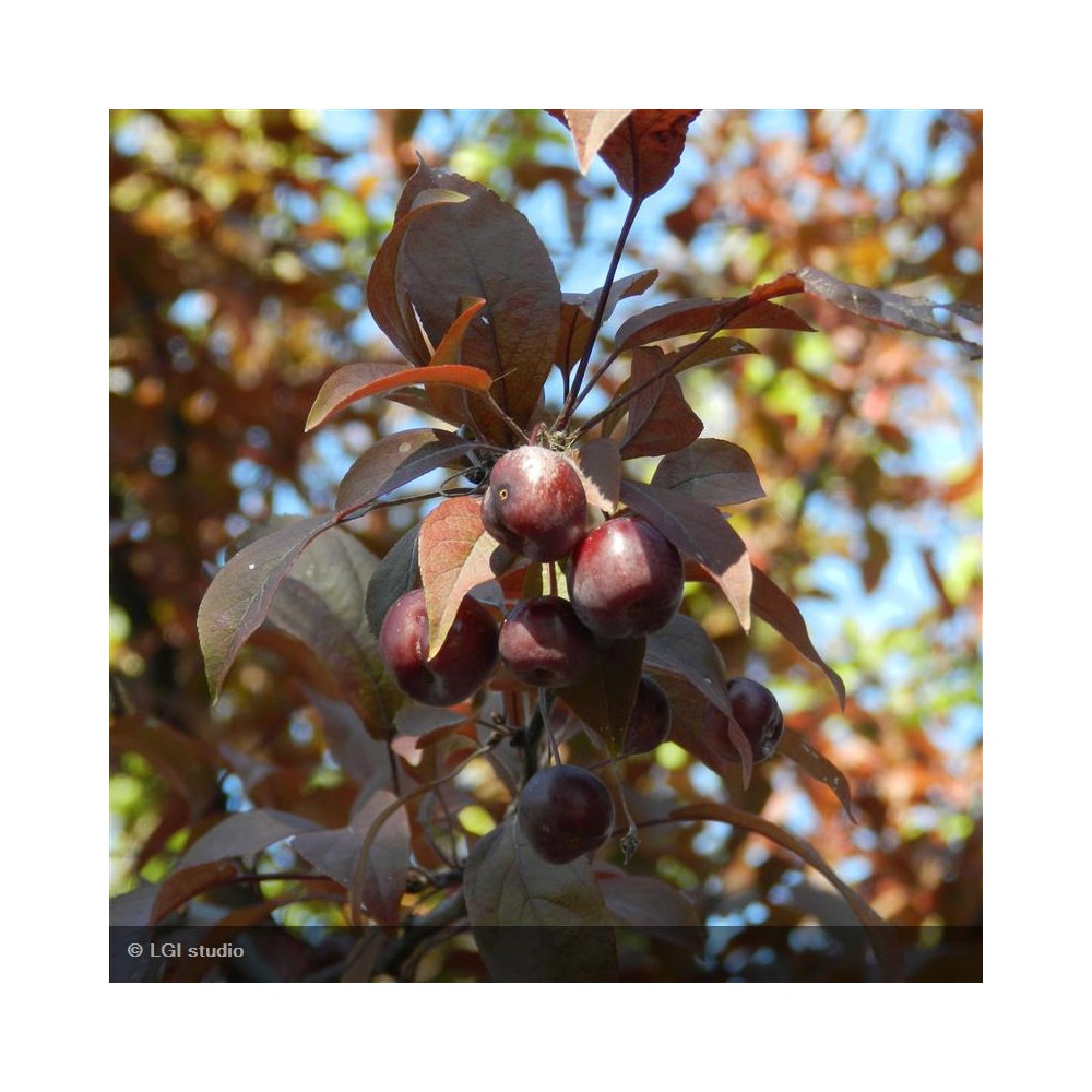 MALUS Coccinella®