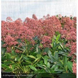 SKIMMIA japonica Rubella