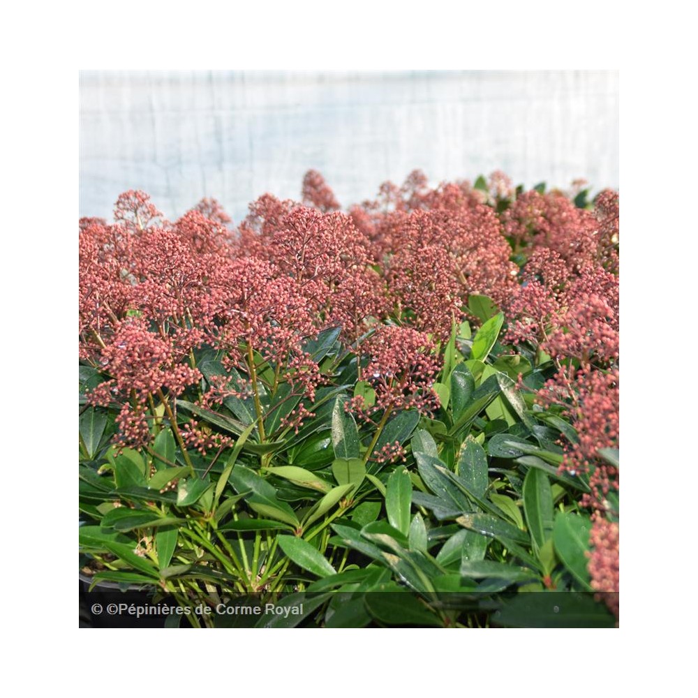 SKIMMIA japonica Rubella