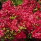 AZALEA japonica