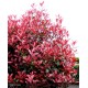 PHOTINIA x fraseri Carré rouge®