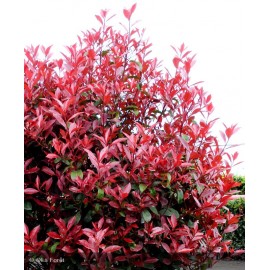 PHOTINIA x fraseri Carré rouge®