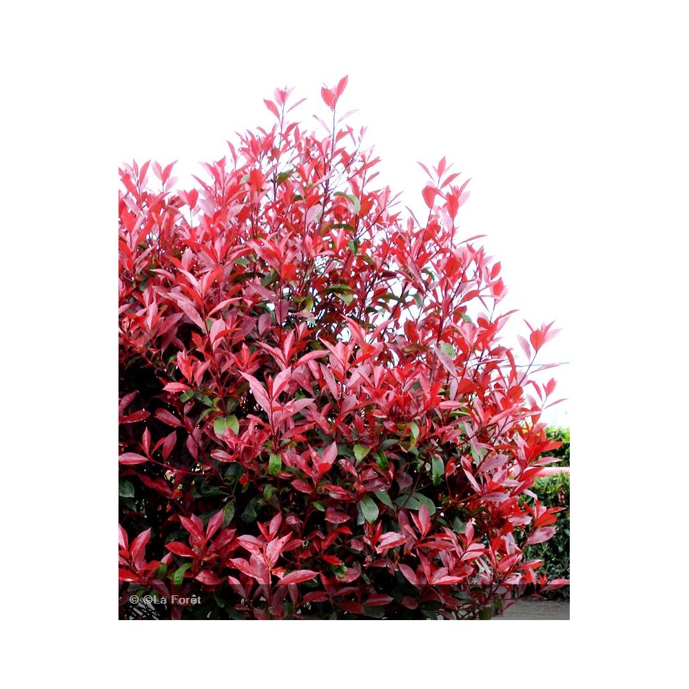 PHOTINIA x fraseri Carré rouge®