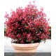 PHOTINIA x fraseri Carré rouge®