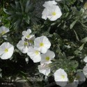 CONVOLVULUS cneorum