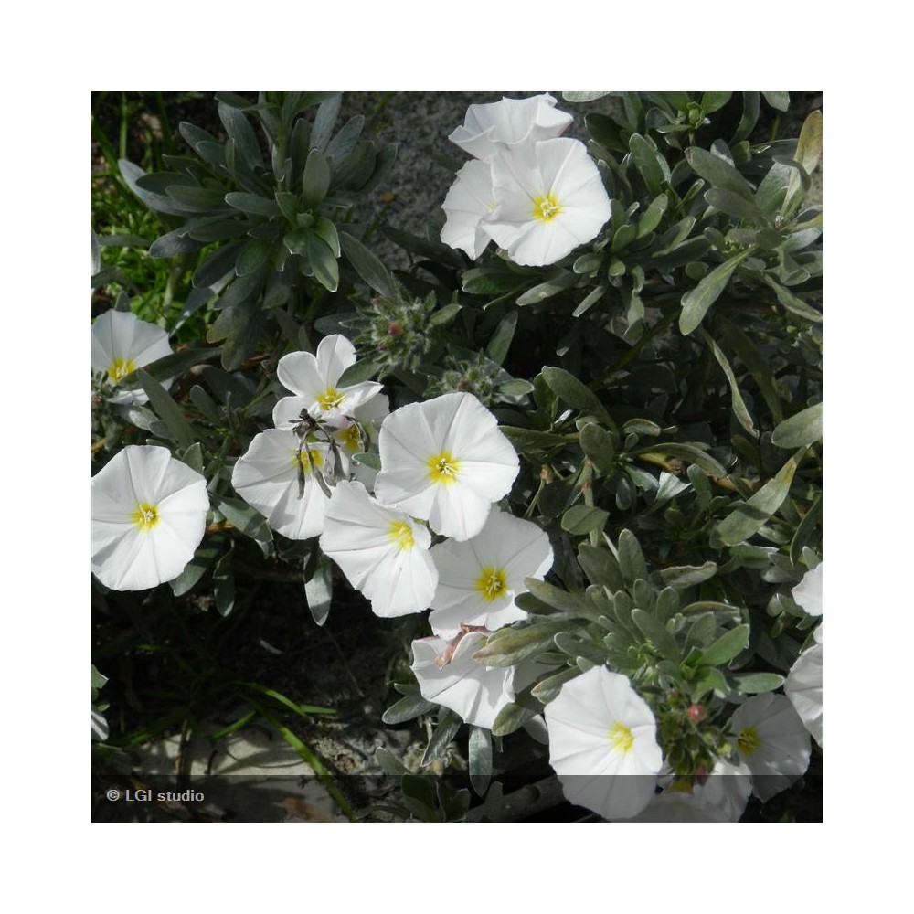 CONVOLVULUS cneorum