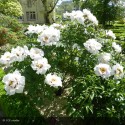 PAEONIA suffruticosa