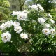 PAEONIA suffruticosa