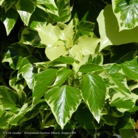 HEDERA algeriensis Gloire de Marengo