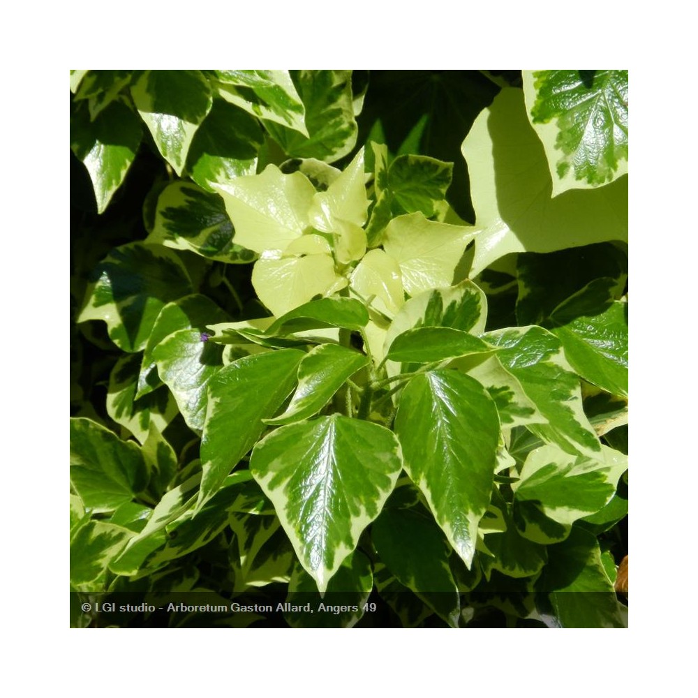 HEDERA algeriensis Gloire de Marengo