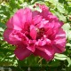 PAEONIA suffruticosa