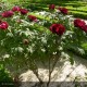 PAEONIA suffruticosa