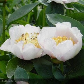 PAEONIA lactiflora