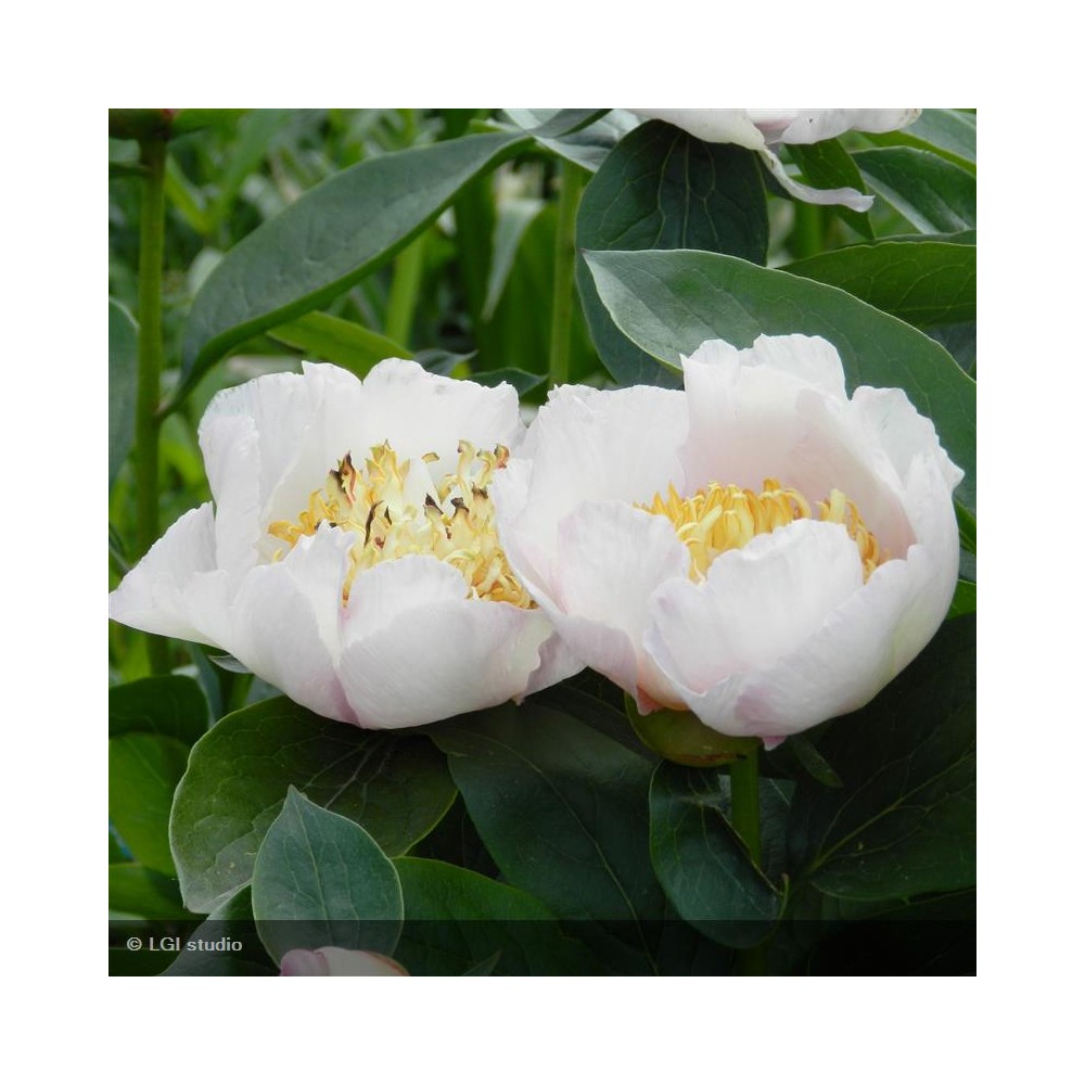 PAEONIA lactiflora