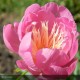 PAEONIA lactiflora