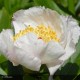 PAEONIA lactiflora