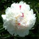 PAEONIA lactiflora
