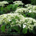 HYDRANGEA petiolaris