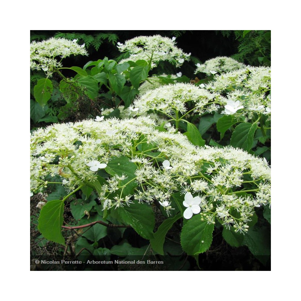 HYDRANGEA petiolaris