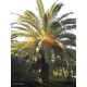 PHOENIX canariensis