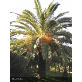 PHOENIX canariensis