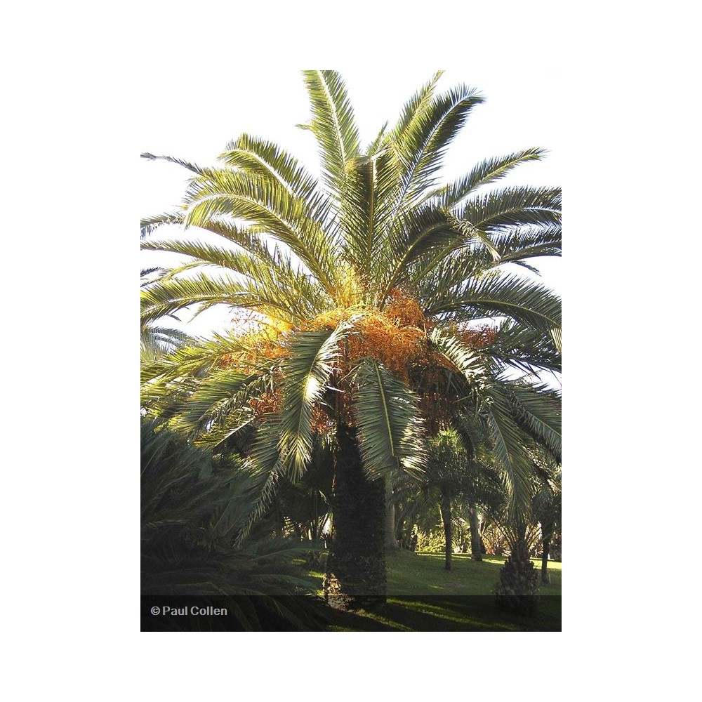 PHOENIX canariensis