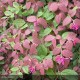 LOROPETALUM chinensis Red Blush