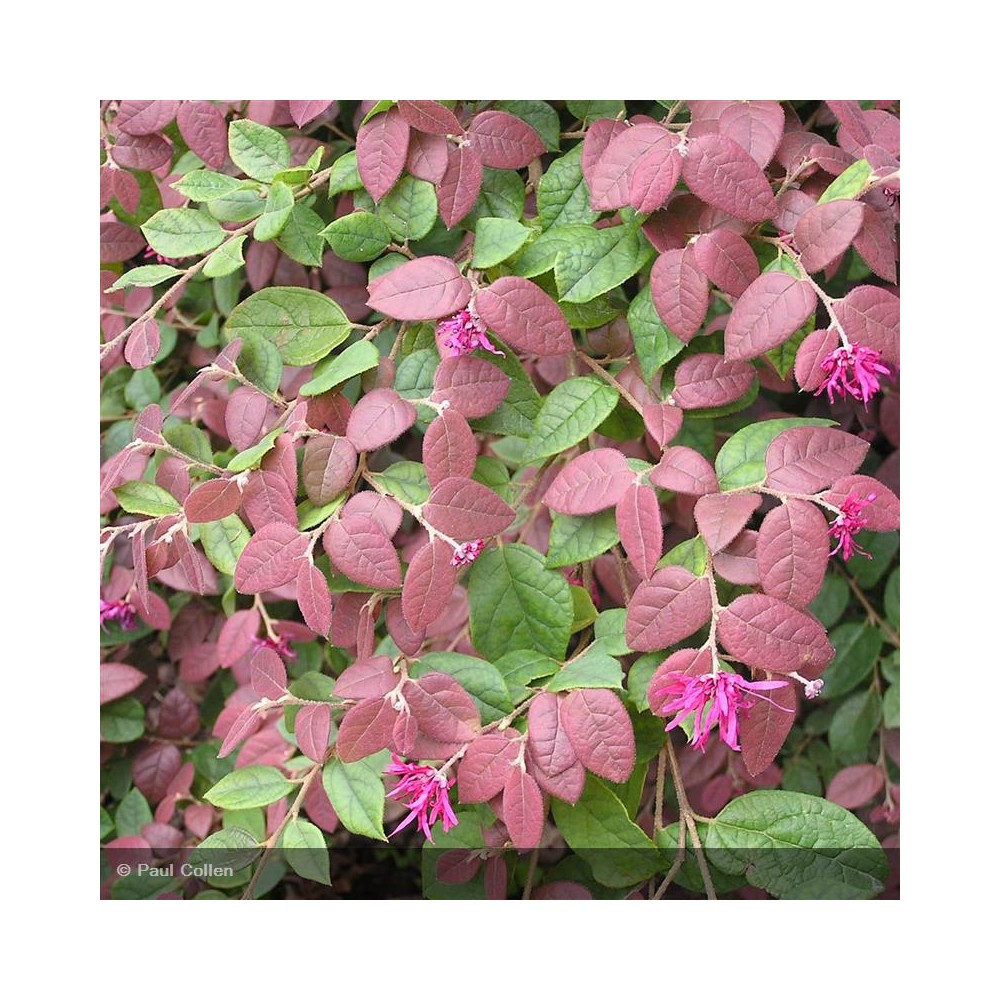 LOROPETALUM chinensis Red Blush