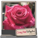 DECOROSIER® Crazy pink voluptia®