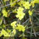 JASMINUM nudiflorum