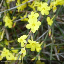 JASMINUM nudiflorum