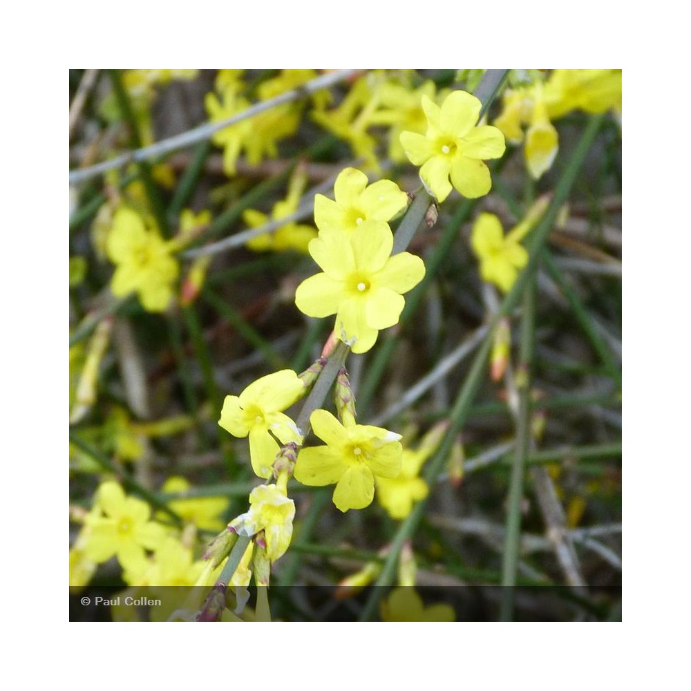 JASMINUM nudiflorum