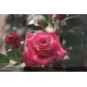 DECOROSIER® Crazy pink voluptia®