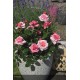 DECOROSIER® Pink voluptia®