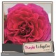 DECOROSIER® Purple voluptia®