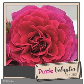 DECOROSIER® Purple voluptia®