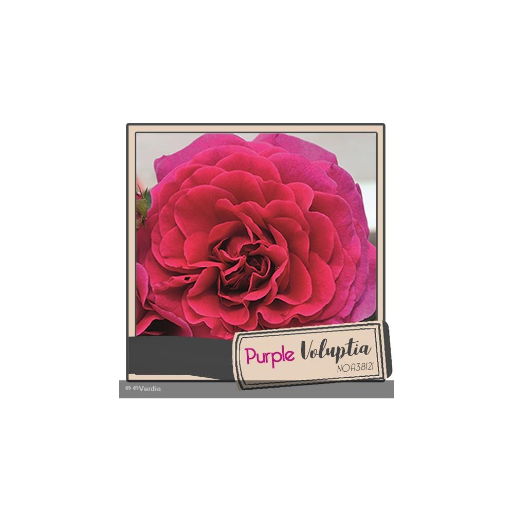DECOROSIER® Purple voluptia®