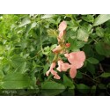 SALVIA Salmon dance®