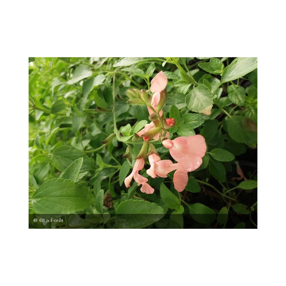 SALVIA Salmon dance®