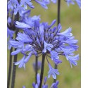 AGAPANTHUS x Graphite Blue®